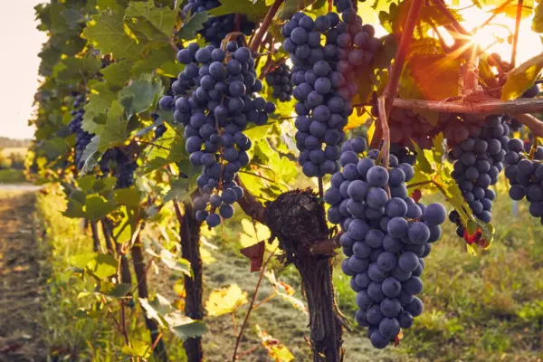 Vendemmia 2026, in Calabria raccolta sempre più precoce: il clima riscrive il calendario delle campagne