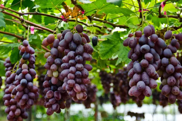 Vendemmia al via in anticipo in Calabria: il caldo accelera la maturazione delle uve