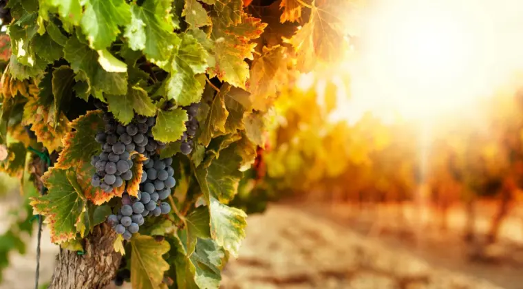 Agricoltura calabrese, settembre apre la stagione decisiva: vigne, ulivi e agrumi sotto osservazione